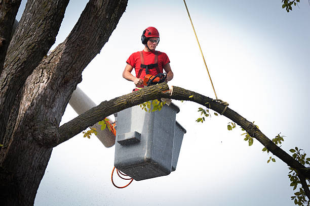 Best Affordable Tree Service  in Los Lunas, NM